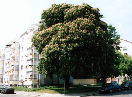 Straßenecke Wittenberger Straße/ Ecke Paul Gerhard Straße im Jahre 2001